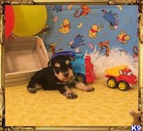 miniature schnauzer puppy posted by little paws kennel